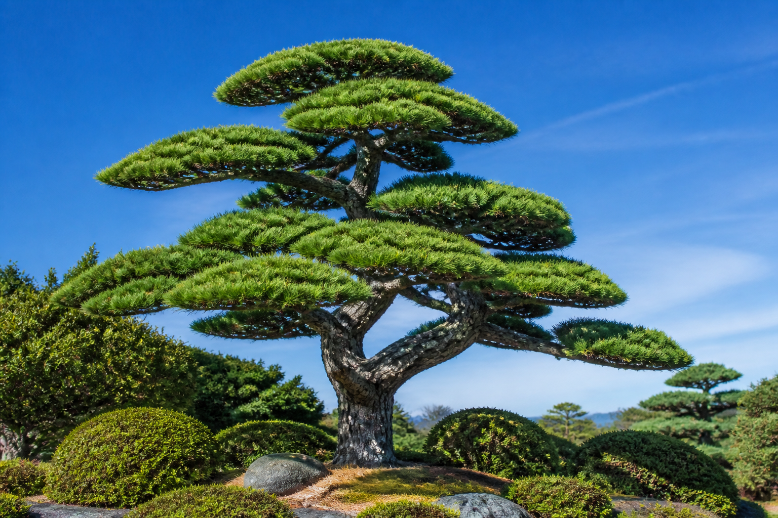 수목 관리