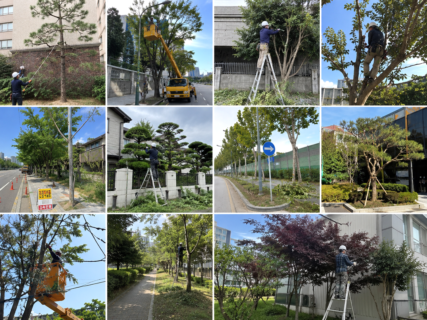 전주 전원주택 수목 전정